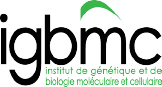 IGBMC IGBMC